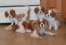 Cavalier King Charles Spaniels puppies