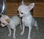 Prachtige en actieve chihuahua puppies - 1 - Thumbnail