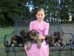 Duitse herder puppies - 1