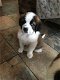 Prachtige Saint Bernard puppies - 1 - Thumbnail
