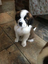 Prachtige Saint Bernard puppies