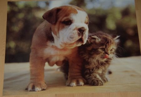 HOND EN KATJE 1 POSTER NIEUW - nr. 1