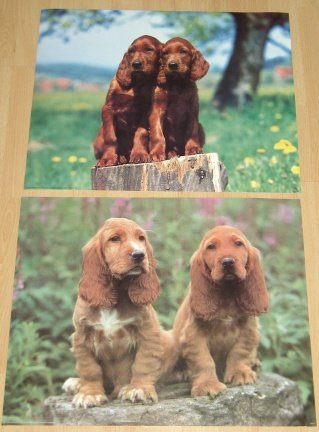HONDEN PUPPIES 2 POSTERS NIEUW - nr. 1