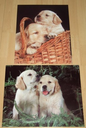 HONDEN PUPPIES RETRIEVER 2 POSTERS NIEUW - nr. 1
