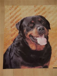 ROTTWEILER 1 POSTER NIEUW