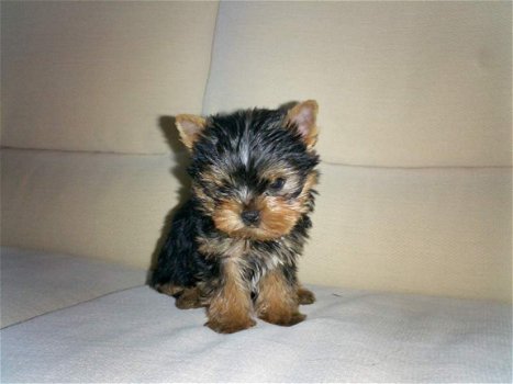 Leuke mannelijke en vrouwelijke Yorkie-puppy's - 1