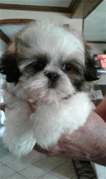 Beschikbare Shih Tzu-puppy's voor adoptie - 1