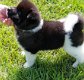Beschikbare Akita-pups ter adoptie Aanbiddelijk - 1 - Thumbnail