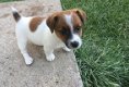 Beschikbare Jack Russell Terrier-pups voor adoptie - 1 - Thumbnail