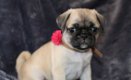 Beschikbare Pug Pups ter adoptie Aanbiddelijk - 1 - Thumbnail