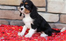 Beschikbare Cavalier King Charles Spaniel-pups voor adoptie