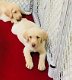 Beschikbare Labrador Retriever-puppy's voor adoptie - 1 - Thumbnail