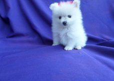 Pommeren puppies voor adoptie