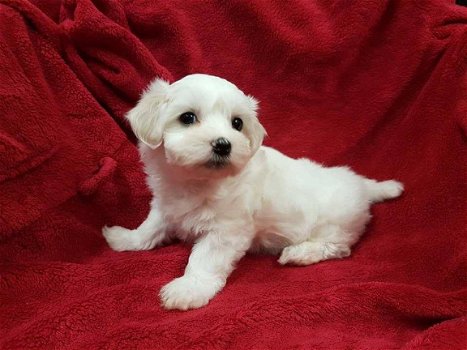 Stamboom, K.c. geregistreerde Maltese puppy's - 1