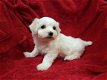 Stamboom, K.c. geregistreerde Maltese puppy's - 1 - Thumbnail