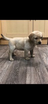 Stamboom Labrador Puppies - 1