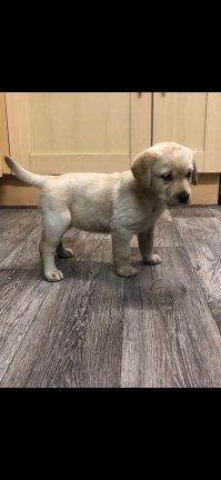 Stamboom Labrador Puppies