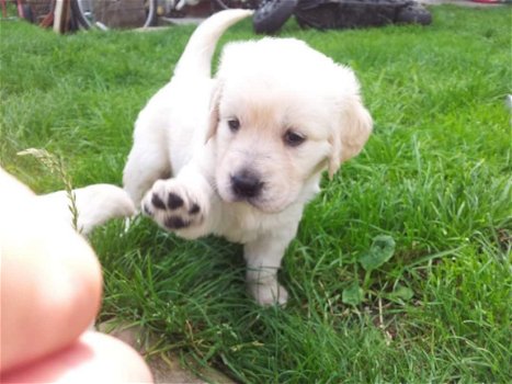Mooie Kc Golden Retriever-puppy's voor adoptie - 1