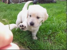 Mooie Kc Golden Retriever-puppy's voor adoptie