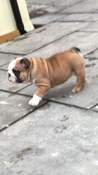 Nu klaar Prachtige Engelse Bulldog-puppy's - 1