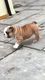 Nu klaar Prachtige Engelse Bulldog-puppy's - 1 - Thumbnail