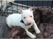 Mooie Engelse Bull Terrier-puppy's - 1 - Thumbnail