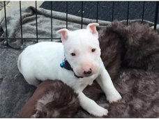 Mooie Engelse Bull Terrier-puppy's