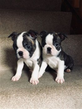 Boston Terrier-puppy's, uitstekende stamboom. - 1