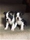 Boston Terrier-puppy's, uitstekende stamboom. - 1 - Thumbnail