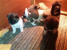 Amerikaanse Akita Chunky Puppies