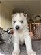 Prachtige pure stamboom Siberische husky puppy's - 1 - Thumbnail