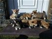 Stamboom Welsh Pembrokeshire Corgis - 1 - Thumbnail