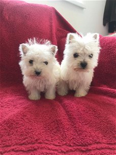 Prachtige West Highland-puppy's