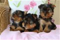 Zeer mooie puppy van Yorkshire Terrier - 1 - Thumbnail