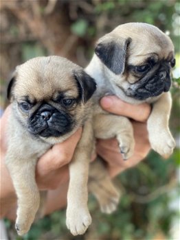 Prachtige Pug-puppy's te koop - 1