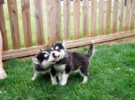 Overweldigende Pomsky-puppy's klaar om te gaan Levering Beschikbaar - 1