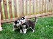 Overweldigende Pomsky-puppy's klaar om te gaan Levering Beschikbaar - 1 - Thumbnail