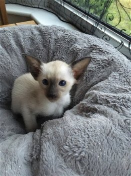 Mooie Siamese kittens volledig gevaccineerd - 1