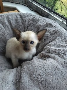 Mooie Siamese kittens volledig gevaccineerd