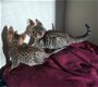 Verbazingwekkende Savannah Kittens Ready - 1 - Thumbnail