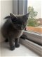 Russische blauwe kittens voor nieuwe huizen - 1 - Thumbnail