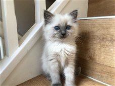 Schattige Ragdoll-katjes voor nieuwe huizen