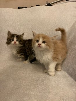 Maine Coon Kittens Gccf Geregistreerd - 1