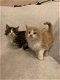 Maine Coon Kittens Gccf Geregistreerd - 1 - Thumbnail