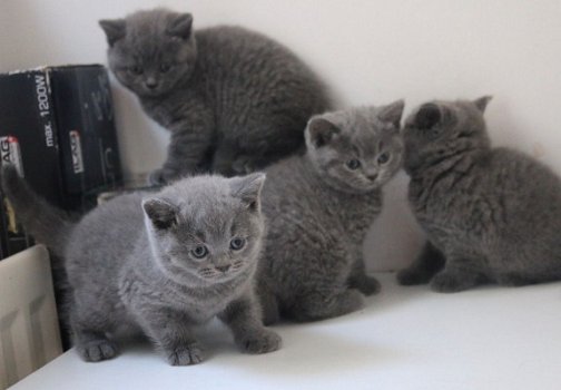 Brits korthaar Kittens Gccf geregistreerd - 1