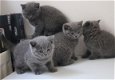 Brits korthaar Kittens Gccf geregistreerd - 1 - Thumbnail