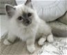 Prachtige Birman Kittens Gccf geregistreerd - 1 - Thumbnail