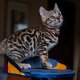Mooie, fantastische Bengaalse Kittens Gccf geregistreerd - 1 - Thumbnail