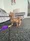 Tica geregistreerde Bengaalse kittens nu klaar - 1 - Thumbnail