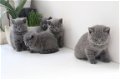 Gccf geregistreerd prachtige Britse korthaar kittens - 1 - Thumbnail